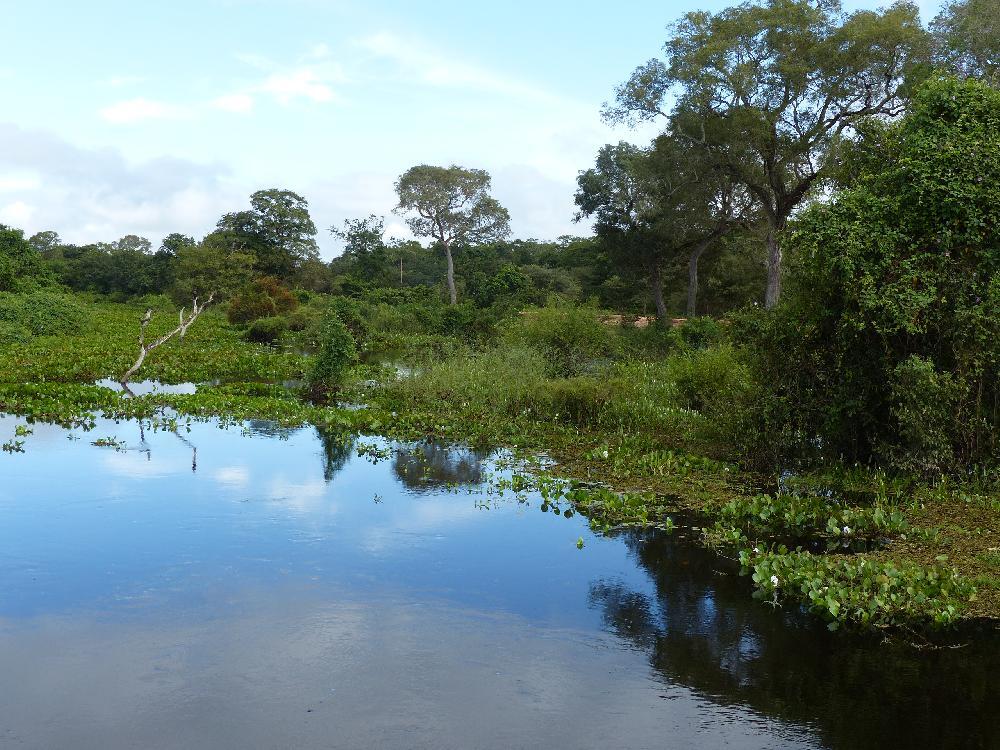 Le Pantanal : Cuiabá