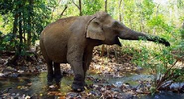 Visiter Balade à dos d’éléphant et chute de Ka Tieng