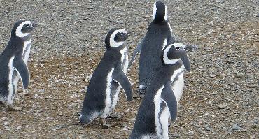 Visiter Colonie de pingouins de Seno Otway