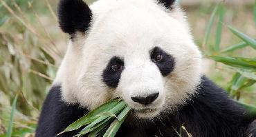Visiter Réserve du Panda Géant