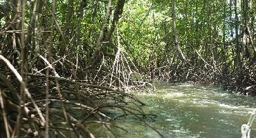 Visiter Découverte de la mangrove (2h30)