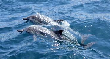Visiter Dolphin Tour