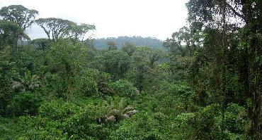 Visiter Randonnée dans la réserve de Monteverde (4h)