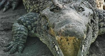Visiter Ferme aux crocodiles