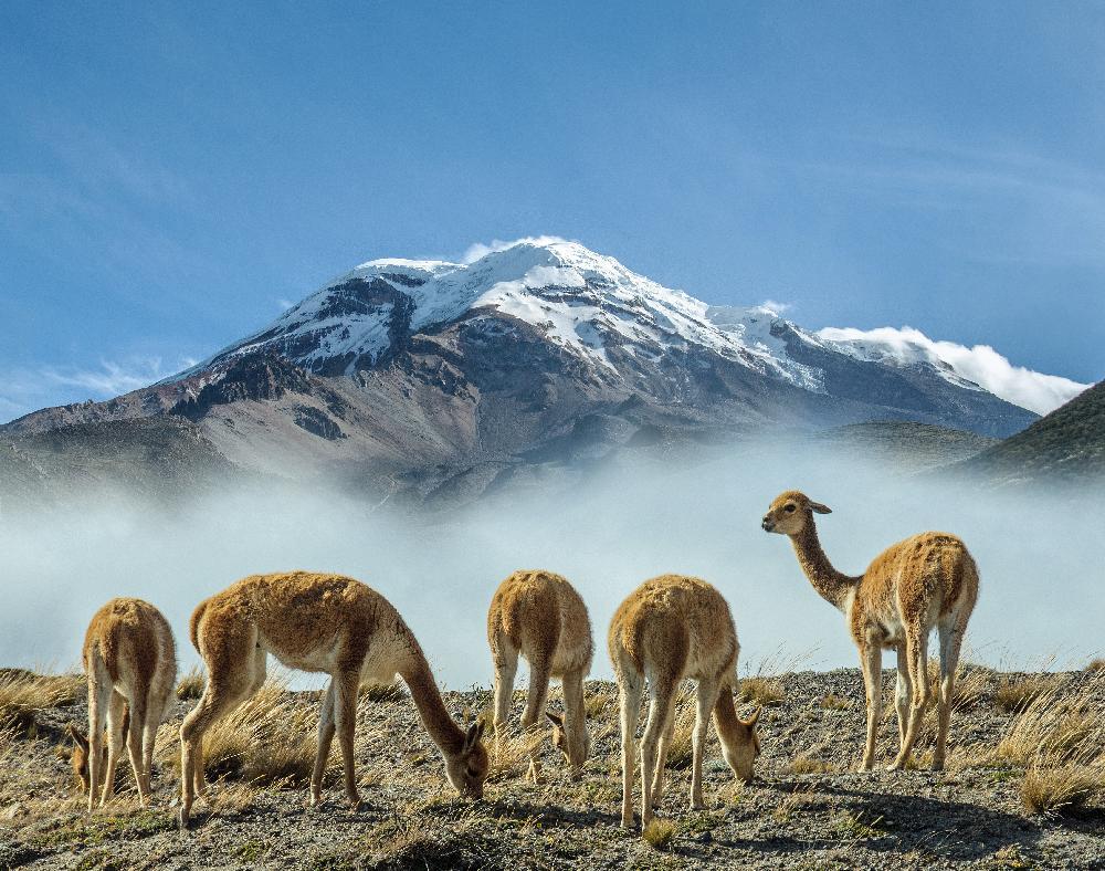 Les Andes : L'allée des volcans