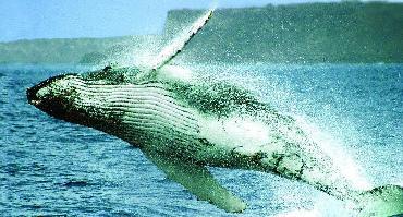 Visiter Ile de la Plata et observation de baleines