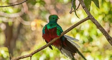 Visiter Biotope du Quetzal