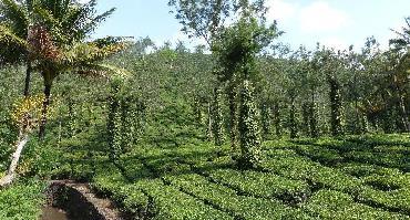 Visiter Plantations de thé et jardins d'épices
