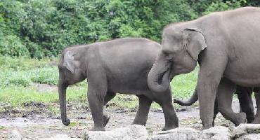 Visiter Parc national Gunung Leuser et safari des éléphants