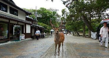 Visiter Le Parc de Nara avec ses Cerfs et ses temples