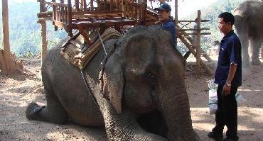 Visiter Camp d’Elephants du Mekong à Pakbeng
