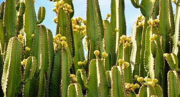 Visiter Bahia la Ventana, village El Triunfo et sanctuaire des cactus