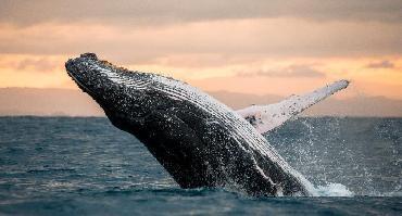 Visiter Lagune Ojo de Liebre (UNESCO) : observation des baleines (janvier à mars)