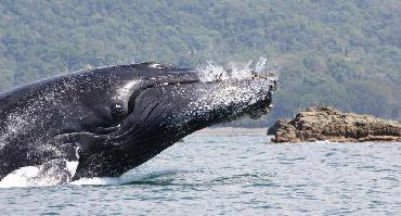 Visiter Observation des baleines à bosses (de décembre à avril)