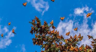 Visiter Réserve des papillons monarques (de novembre à mars uniquement)