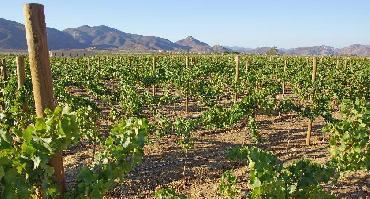 Visiter Valle de Guadalupe – la ruta del vino