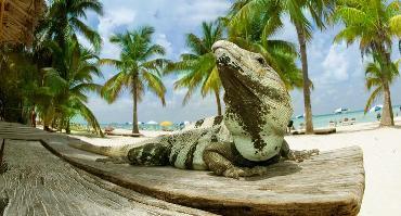 Visiter Isla Iguana