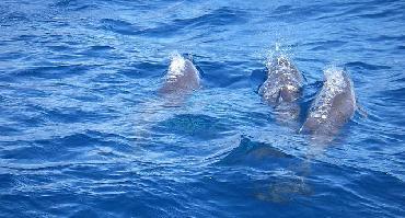 Visiter Observation des baleines et des dauphins