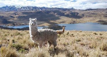 Voyage Pérou : Visiter le Canyon de Colca