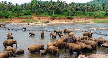 Visiter Orphelinat des éléphants à Pinnawela