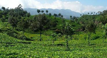 Visiter Randonnée dans les plantations de thé de Galaha